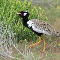 Dropik jasnoskrzydły - Afrotis afraoides - White-quilled Bustard