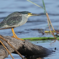 Czapla zielonawa - Butorides striata - Striated Heron