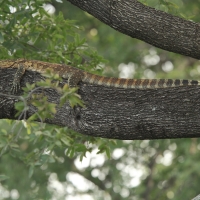 Waran nilowy - Varanus niloticus - Nile monitor