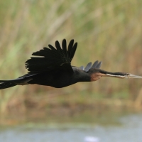 Wężówka afrykańska - Anhinga rufa - African Darter