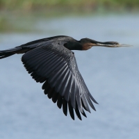 Wężówka afrykańska - Anhinga rufa - African Darter