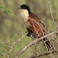Kukal miedzianosterny - Centropus cupreicaudus - Coppery-tailed Coucal