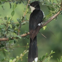 Kukułka czarno-biała - Clamator jacobinus - Jacobin Cuckoo