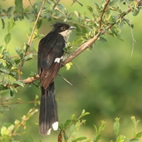 Kukułka czarno-biała - Clamator jacobinus - Jacobin Cuckoo