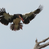 Gęsiec - Plectropterus gambensis - Spur-winged Goose