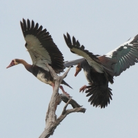 Gęsiec - Plectropterus gambensis - Spur-winged Goose