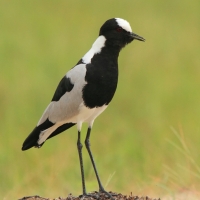 Czajka srokata - Vanellus armatus - Blacksmith Lapwing