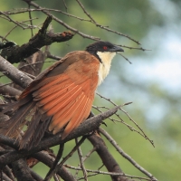 Kukal miedzianosterny - Centropus cupreicaudus - Coppery-tailed Coucal