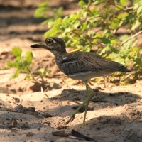 Kulon nadwodny - Burhinus vermiculatus - Water Thick-knee