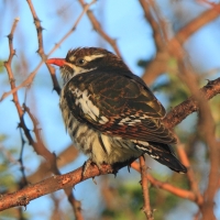 Kukułeczka pstra - Chrysococcyx caprius - Diederick Cuckoo