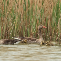 Gęgawa - Anser anser - Greylag Goose