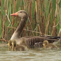 Gęgawa - Anser anser - Greylag Goose