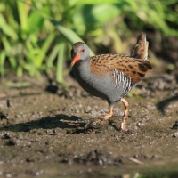 Wodnik - Water Rail