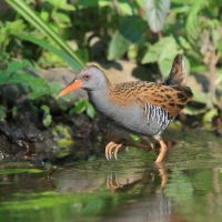 Wodnik - Water Rail