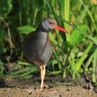 Wodnik - Water Rail