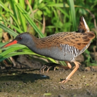 Wodnik - Water Rail