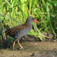 Wodnik - Water Rail