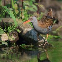Wodnik - Water Rail
