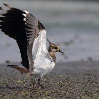 Czajka - Vanellus vanellus - Northern Lapwing