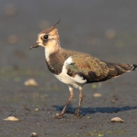 Czajka - Vanellus vanellus - Northern Lapwing