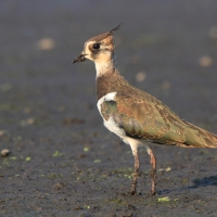 Czajka - Vanellus vanellus - Northern Lapwing