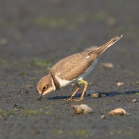 Sieweczka rzeczna - Charadrius dubius - Little Ringed Plover