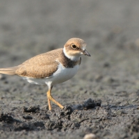 Sieweczka rzeczna - Charadrius dubius - Little Ringed Plover