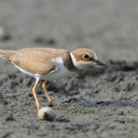 Sieweczka rzeczna - Charadrius dubius - Little Ringed Plover