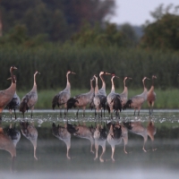 Żuraw - Grus grus - Common Crane