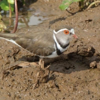 Sieweczka śniada - Charadrius tricollaris - Three-banded Plover