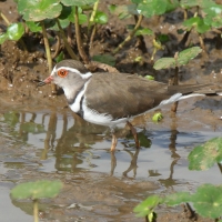 Sieweczka śniada - Charadrius tricollaris - Three-banded Plover