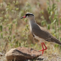 Czajka koroniasta - Vanellus coronatus - Crowned Lapwing