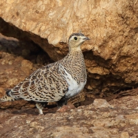 Stepówka czarnolica - Pterocles decoratus  - Black-faced Sandgrouse