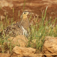 Stepówka czarnolica - Pterocles decoratus  - Black-faced Sandgrouse