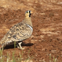 Stepówka czarnolica - Pterocles decoratus  - Black-faced Sandgrouse
