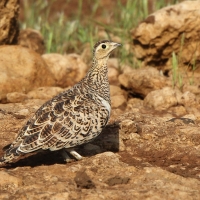 Stepówka czarnolica - Pterocles decoratus  - Black-faced Sandgrouse