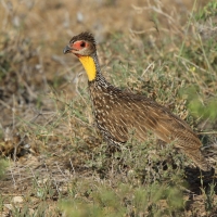 Szponiastonóg żółtogardły - Pternistis leucoscepus - Yellow-necked Spurfowl