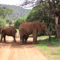 Słoń afrykański - Loxodonta africana -  African savanna elephant 