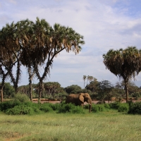 Słoń afrykański - Loxodonta africana -  African savanna elephant 
