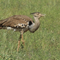 Drop olbrzymi - Ardeotis kori - Kori Bustard