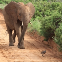 Szponiastonóg żółtogardły - Pternistis leucoscepus - Yellow-necked Spurfowl
