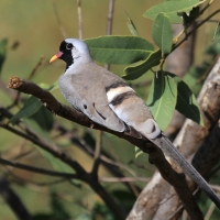 Turkaweczka czarnogardła - Oena capensis - Namaqua Dove