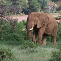 Słoń afrykański - Loxodonta africana -  African savanna elephant 