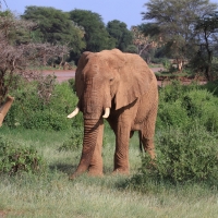 Słoń afrykański - Loxodonta africana -  African savanna elephant 