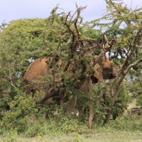 Słoń afrykański - Loxodonta africana -  African savanna elephant 