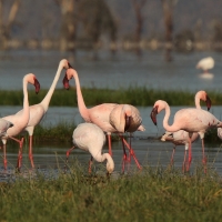 Flaming mały - Phoeniconaias minor - Lesser Flamingo
