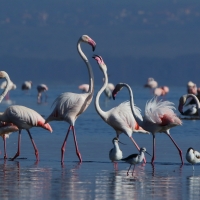 Flaming różowy - Phoenicopterus roseus - Greater Flamingo