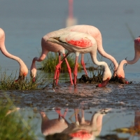 Flaming mały - Phoeniconaias minor - Lesser Flamingo
