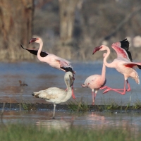 Flaming mały - Phoeniconaias minor - Lesser Flamingo
