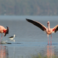 Flaming mały - Phoeniconaias minor - Lesser Flamingo
